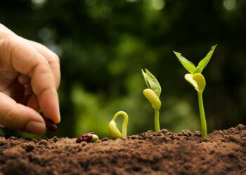 Agriculture: Home-grown seeds will reduce import costs