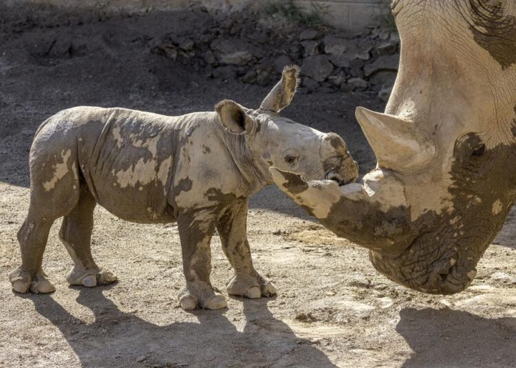 Male white rhino born at San Diego Zoo Safari Park 2 - Egyptian Gazette Male white rhino born at San Diego Zoo Safari Park 1 - Egyptian Gazette
