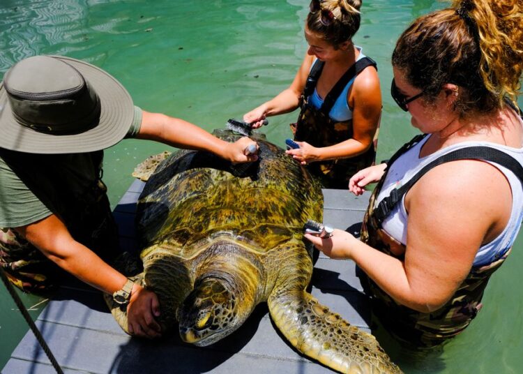 A Green Turtle is cleaned at the Turtle Hospital, the first licensed veterinarian sea turtle hospital in the world, in Marathon, Florida, US July 29, 2022.