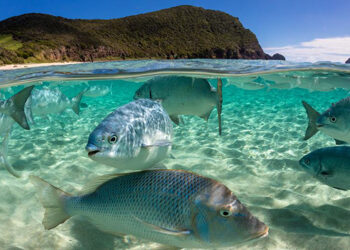 UN hopes for drafting first treaty on marine biodiversity