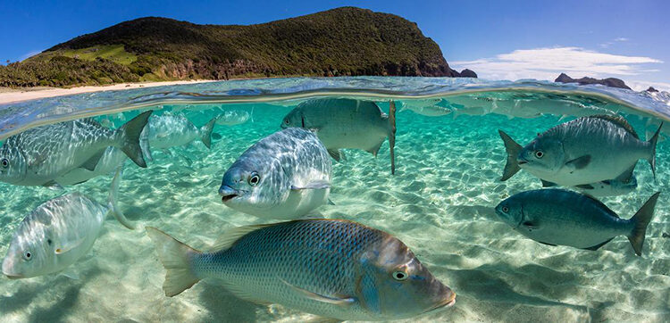 UN hopes for drafting first treaty on marine biodiversity 2 - Egyptian Gazette UN hopes for drafting first treaty on marine biodiversity 1 - Egyptian Gazette