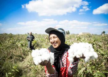 CAPMAS: 101.5% rise in Egyptian cotton exports during 2021