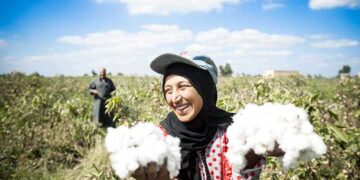 CAPMAS: 101.5% rise in Egyptian cotton exports during 2021