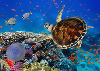 Marsa Alam, divers’ and hikers’ haven