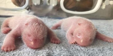 Panda twins born in China as species struggles for survival