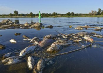 German minister decries ecological catastrophe in Oder River