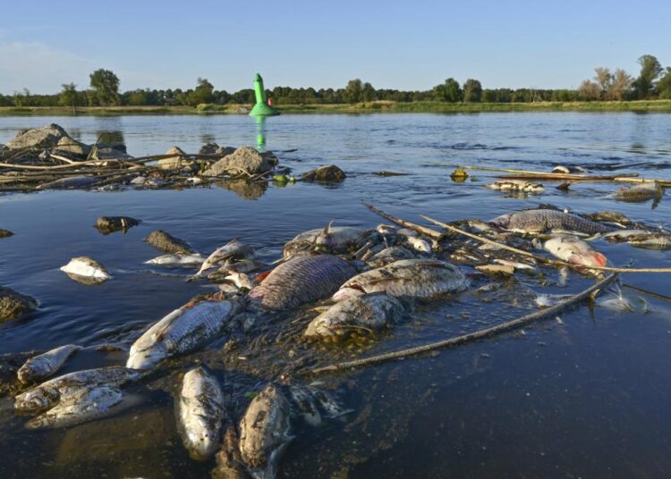 German minister decries ecological catastrophe in Oder River 1 - Egyptian Gazette