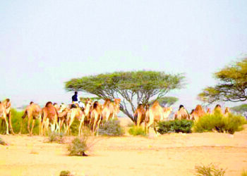 Elba Reserve – An irresistible attraction in southern Egypt