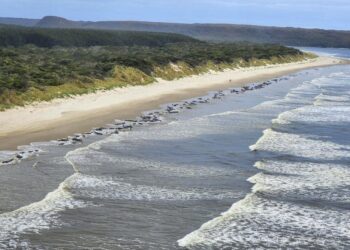 Some 230 whales beached in Tasmania; rescue efforts underway