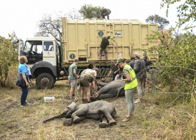 Zimbabwe moves 2,500 wild animals due to climate change 1 - Egyptian Gazette