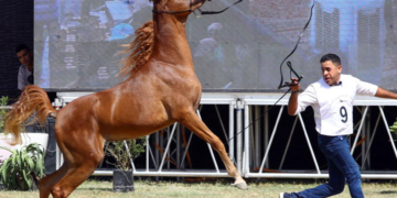 26th Sharqiya Arabian Horses Festival kicks off