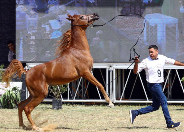 A breeder leads a horse at an Arabian horse beauty contest during the Sharqiya Arabian Horses Festival in Sharqiya province, Egypt, Sept. 29, 2022. The two-day horses festival started Thursday with the participation of 96 Arabian horses.