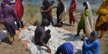 Pakistan floods raise fears of hunger after crops wrecked 1 - Egyptian Gazette Pakistan floods raise fears of hunger after crops wrecked
