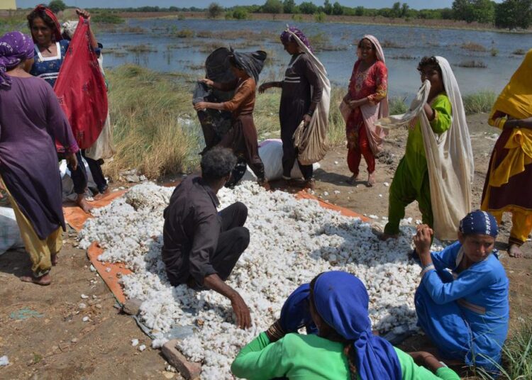 Pakistan floods raise fears of hunger after crops wrecked 1 - Egyptian Gazette