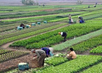 Egypt’s agricultural exports up to 5 mln tons this year