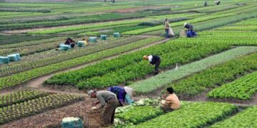 Egypt’s agricultural exports up to 5 mln tons this year