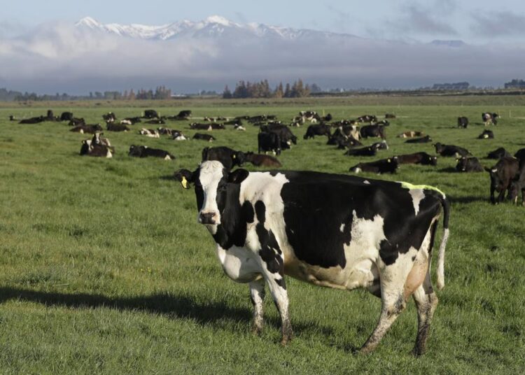 New Zealand proposes taxing cow burps, angering farmers 1 - Egyptian Gazette