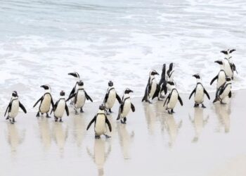 More penguins dying from avian flu at Cape Town’s Boulders beach colony
