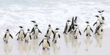 More penguins dying from avian flu at Cape Town’s Boulders beach colony