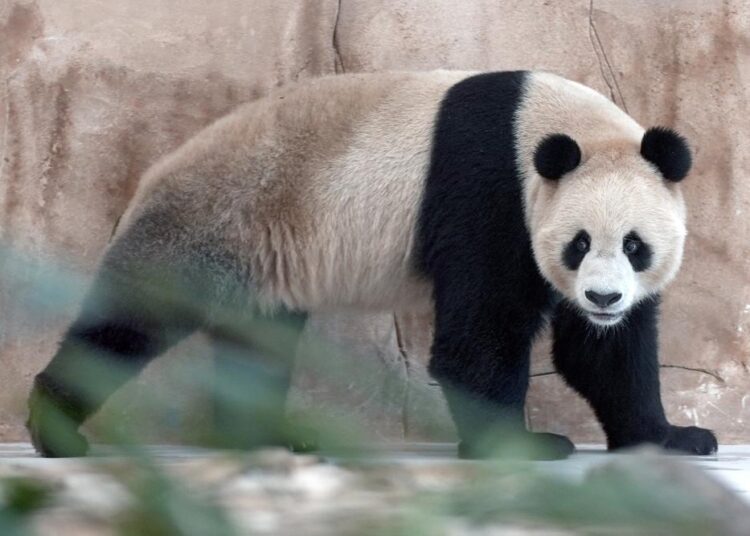 Pandas sent by China arrive in Qatar ahead of World Cup 1 - Egyptian Gazette