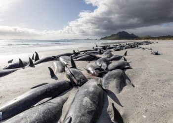 477 whales die in ‘heartbreaking’ New Zealand strandings
