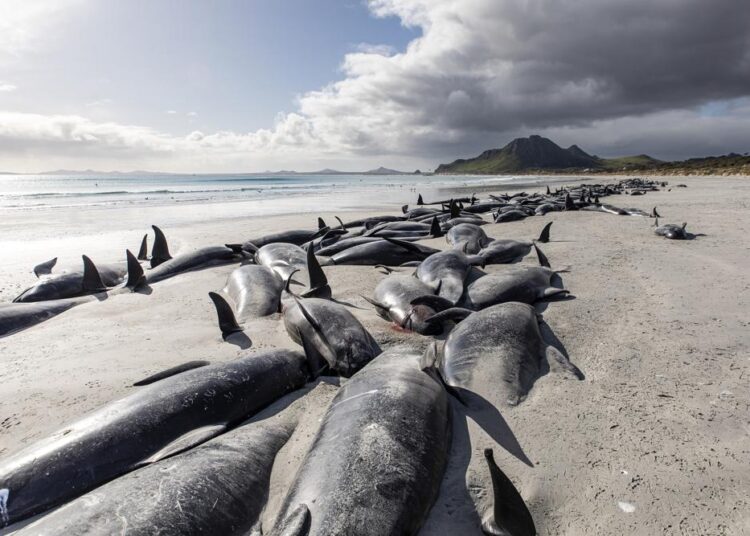 477 whales die in ‘heartbreaking’ New Zealand strandings 1 - Egyptian Gazette