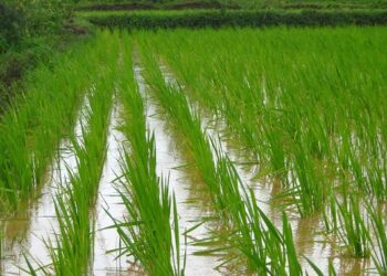 PM issues directives to extend ban on rice export
