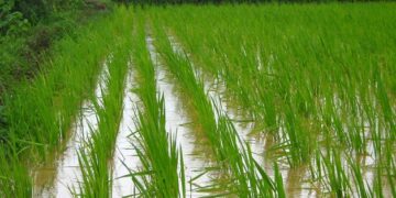 PM issues directives to extend ban on rice export
