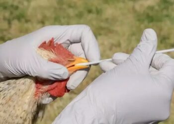 Avian flu outbreak wipes out 50.54 mln US birds, a record