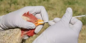 Avian flu outbreak wipes out 50.54 mln US birds, a record
