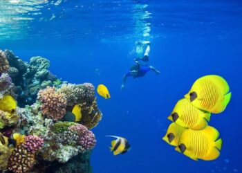 Divers’ paradise on the Red Sea