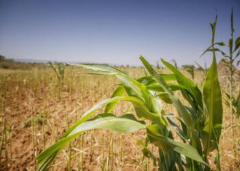 World food index slips in Oct despite higher cereal prices – FAO