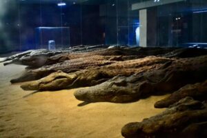 Sole Egyptian museum for an animal 3 - Egyptian Gazette