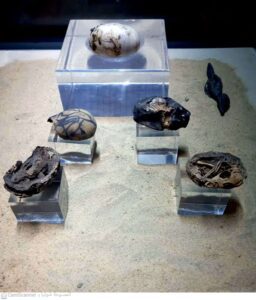 Sole Egyptian museum for an animal 9 - Egyptian Gazette