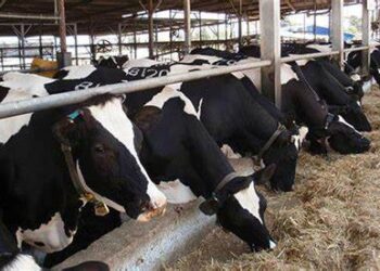 Agriculture Ministry: LE7.355m pumped into national veal project
