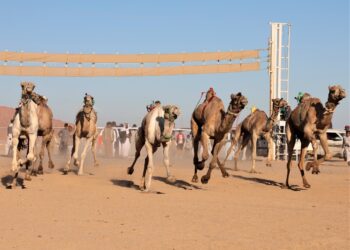 Graceful gallopers on upgraded race course