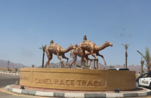 Graceful gallopers on upgraded race course 41 - Egyptian Gazette
