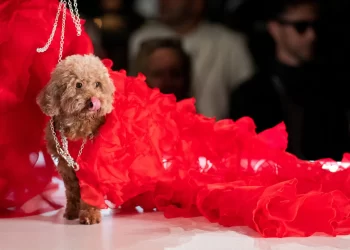 Dogs hit the catwalk at New York Fashion Week