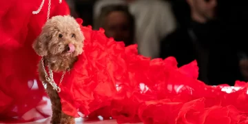 Dogs hit the catwalk at New York Fashion Week 1 - Egyptian Gazette Dogs hit the catwalk at New York Fashion Week