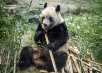 Japan bids farewell to four pandas returning to China
