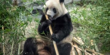Japan bids farewell to four pandas returning to China