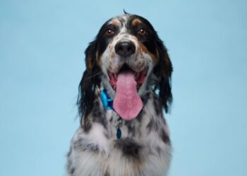Three-year-old dog achieves Guinness World Record for longest tongue