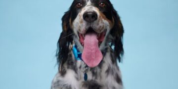 Three-year-old dog achieves Guinness World Record for longest tongue