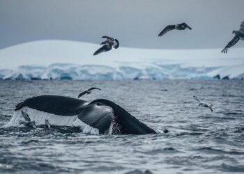 Protecting 30pc of oceans a huge challenge for the planet