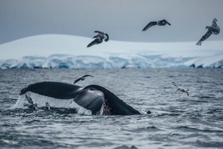 Protecting 30pc of oceans a huge challenge for the planet 1 - Egyptian Gazette