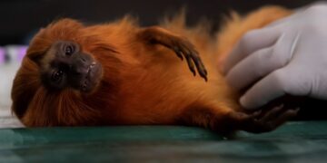 Race to vaccinate rare monkeys gives hope for survival