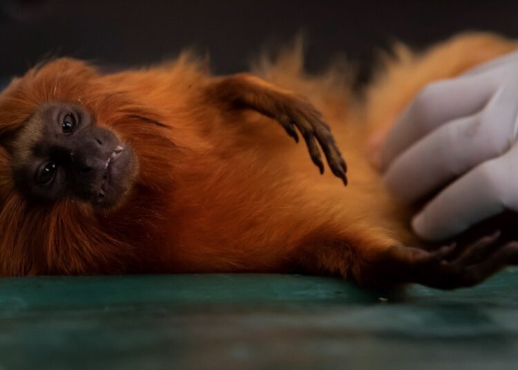 Race to vaccinate rare monkeys gives hope for survival 1 - Egyptian Gazette A golden lion tamarin is examined before it is inoculated with a yellow fever vaccine in a lab run by the nonprofit Golden Lion Tamarin Association, in the Atlantic Forest region of Silva Jardim, Rio de Janeiro state, Brazil on July 11, 2022.