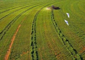 Toshka back on track 8 - Egyptian Gazette