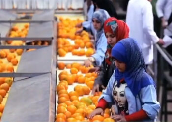 Egypt’s agricultural exports hit fresh record high: Fitch Solutions