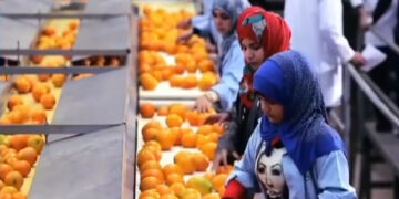 Egypt’s agricultural exports hit fresh record high: Fitch Solutions